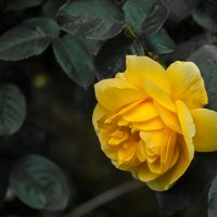 Желтая роза - эмблема печали :: Игорь Викторов