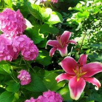 Сад в розовом наряде :: minchanka 