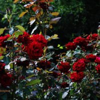 Я окно распахнула, а там...все в цветах утопает...люблю безумно запах свежих роз... :: Восковых Анна Васильевна 