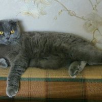Соседский котик Альпик :: Лидия Бусурина