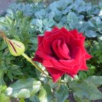 Розы в сентябре :: Наиля 