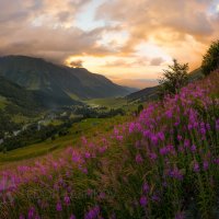 Цветёт иван-чай в горах Кавказа :: Фёдор. Лашков
