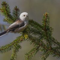 Ёлочное украшение :: Елена Швыдун