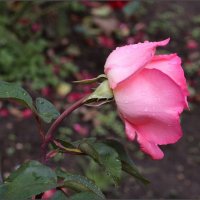 Сентябрьская роза :: ZNatasha -