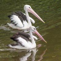 пеликаны :: Lada Kozlova