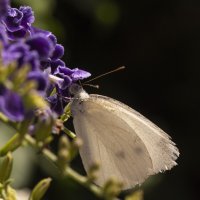 Самба белой бабочки :: Tatiana Kolnogorov