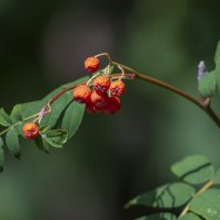 рябинка :: Александр Леонов