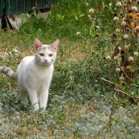 Кошка в осеннем пейзаже :: Татьяна Смоляниченко