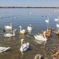 Озеро с лебедями в Евпатории :: Игорь Сарапулов