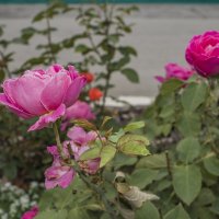 Розы уходящего лета... :: Наталья Меркулова