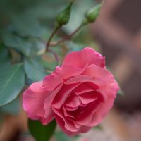 Прекрасной розы дивный цвет.. :: Alex Li 