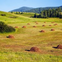Копны сена на поле близ села Чиланы, Хакасия :: Максим Ахпашев