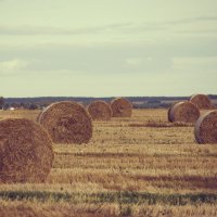 "Осенние цилиндры". :: Владимир Крышковец