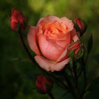 Розы в саду. :: Елена Савчук 