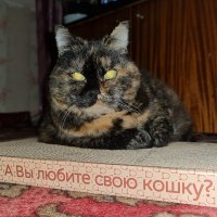 Котя :: Ольга Скляренко