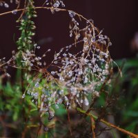 Бисером дождя трава расшита :: Валентина Папилова