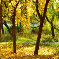 Осенняя палитра парка :: Nina Streapan