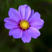 in purple :: Zinovi Seniak