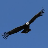 El Condor Pasa (Vuelo del Cóndor). :: Андрей Иванович (Aivanovich-2009)