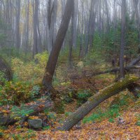 В осеннем лесу :: Vladimbormotov 