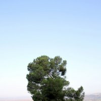 Одинокое дерево :: Аркадий Басович