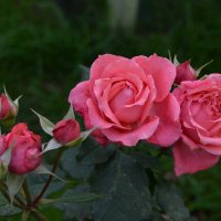 розы из моего сада :: Лариса Терехова 