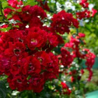 плетистая роза :: Лариса Терехова 