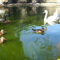 Лебеди и утки в пруду. :: Victoria 
