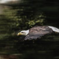 Полёт белоголового орлана :: Alexander Andronik