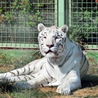 Белый тигр... Ленивый, сытый, расслабленный на солнышке...) :: Тамара Бедай 