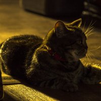 солнечная кошка :: оксана 