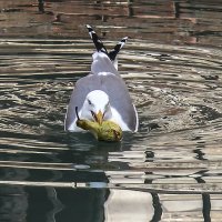 Venezia. Rio di Ca Foscari. :: Игорь Олегович Кравченко