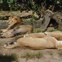 Зоопарк. Азиатские львы. Семья на отдыхе... :: Наташа *****