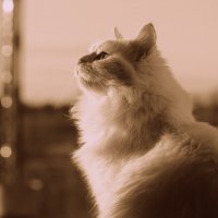 Кошка на окошке :: Елена Минина