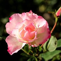 Сентябрьская роза :: Nina Karyuk