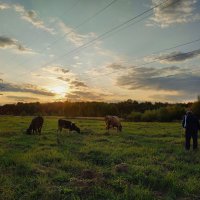 На лугу пасутся ко... :: Андрей Лукьянов