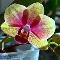 Орхидея :: Татьяна Ларионова