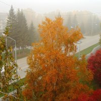 Осень . Утро туманное . :: Мила Бовкун