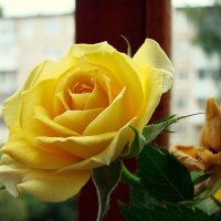 Жёлтые розы. :: ANNA POPOVA