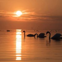 Дикие лебеди на Черном море :: Александр Довгий