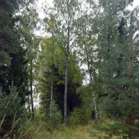 Прогалинка в лесу. :: ВикТор Быстров