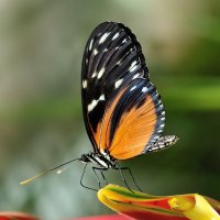 Heliconius hecale  :: Bo Nik