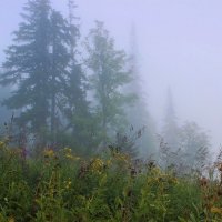 Утренний туман окутал лес :: Сергей Чиняев 