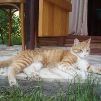 Лето кота Осипа))) :: Борис 