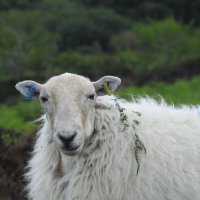 Овца с серёжками :: Natalia Harries