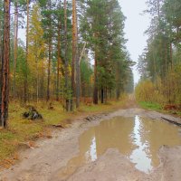 Лесными дорогами после дождя . :: Мила Бовкун