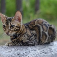 бенгальский котенок часть 2 :: Александр Леонов