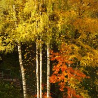Осень за окном. :: Galina Serebrennikova