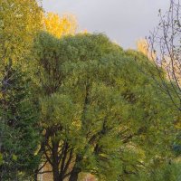 Дерево. :: Serge Lazareff