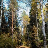 Осень в лесу :: Сергей Кочнев